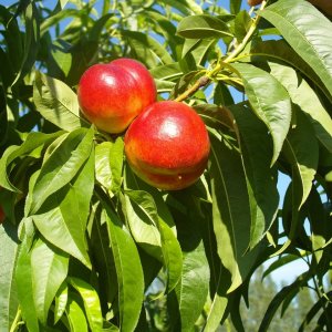 Prunus nucipersica, Nektarinka ´SUPER QUEEN´ voľnokorenná, výška: 160-200 cm (neskorá)